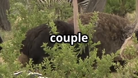 🦏🕊️ Discover Nature’s Odd Couple Oxpeckers & Their Giant Hosts! 🦓🐦