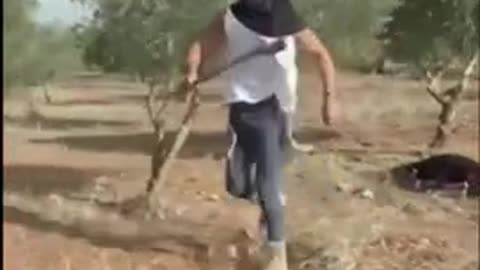 American journalist records BRUTAL attack by Israeli settlers on Palestinian olive farmers