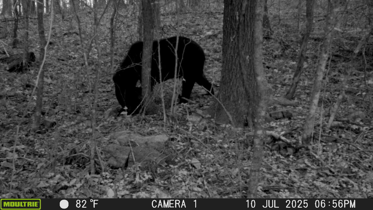 Black Bear