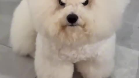 🤣😤 Never Seen a Marshmallow THIS Angry! | FunFM