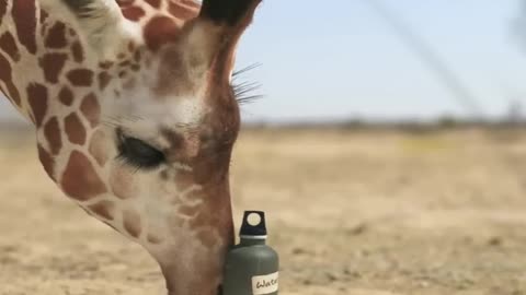 giraffe vs elephant fight for water