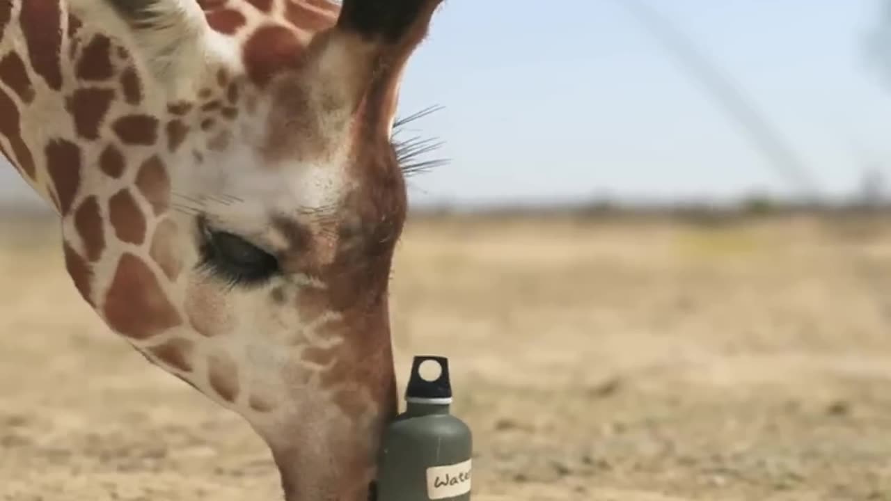 giraffe vs elephant fight for water