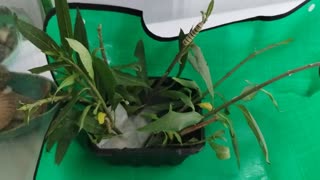 Mother Monarch has rescued 4 today on 4th of July