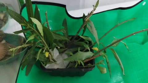 Mother Monarch has rescued 4 today on 4th of July