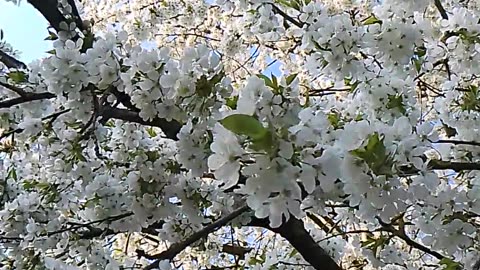 Weißdorn Blüte