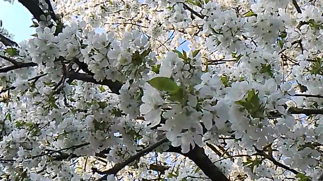 Weißdorn Blüte