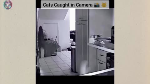 funny cats/dogs clip part3