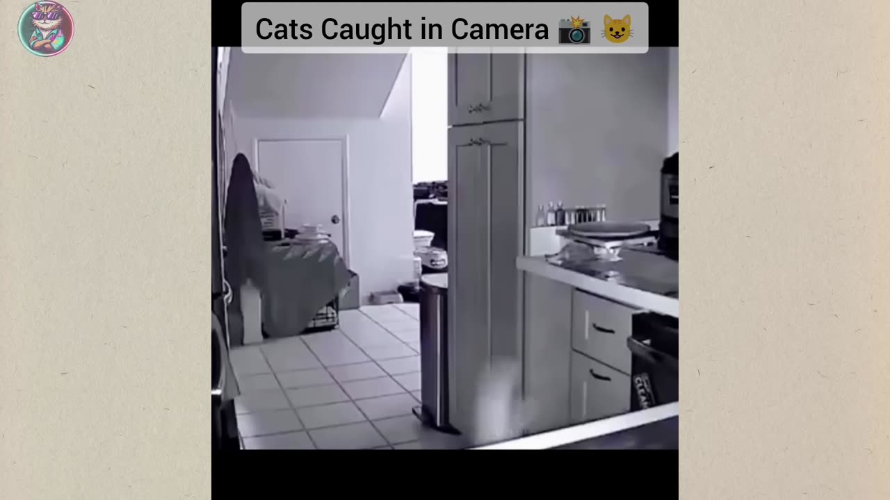 funny cats/dogs clip part3