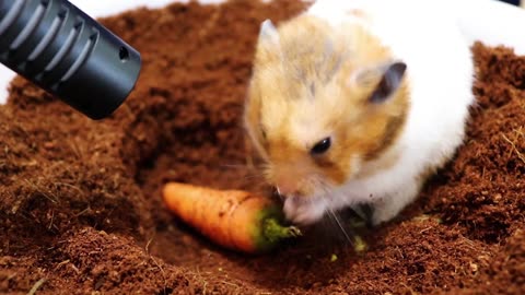 Adorable Hamster Digging and Enjoying a Carrot ASMR