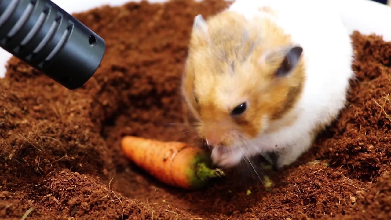 Adorable Hamster Digging and Enjoying a Carrot ASMR