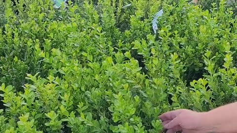 😂😂 "Accent" Shrubs: The Funniest Gardening Mishap Ever! | FunFM