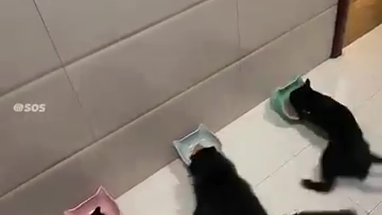 drift cats