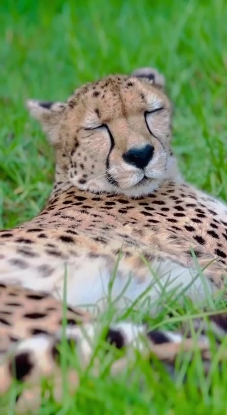 Midday naps very important as we age 😊