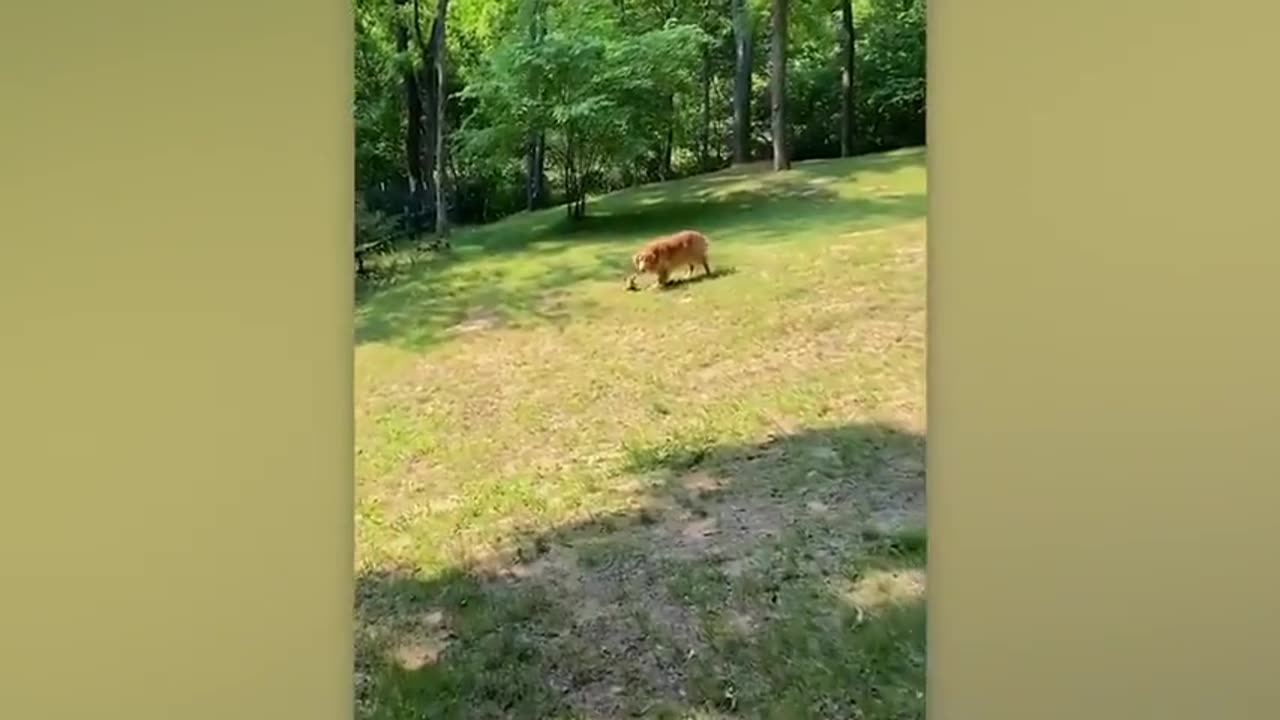 When Your Pet Brings Home a Friend