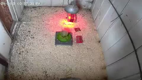 2025-05-20 - Millar Time Chicken Cam
