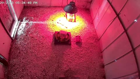 2025-05-20 - Millar Time Chicken Cam