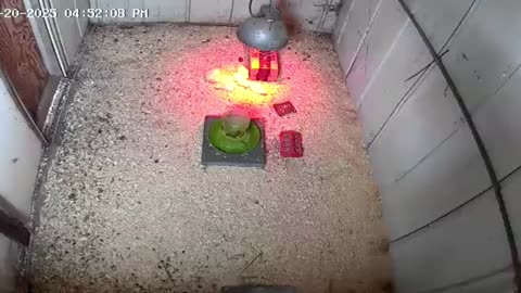2025-05-20 - Millar Time Chicken Cam