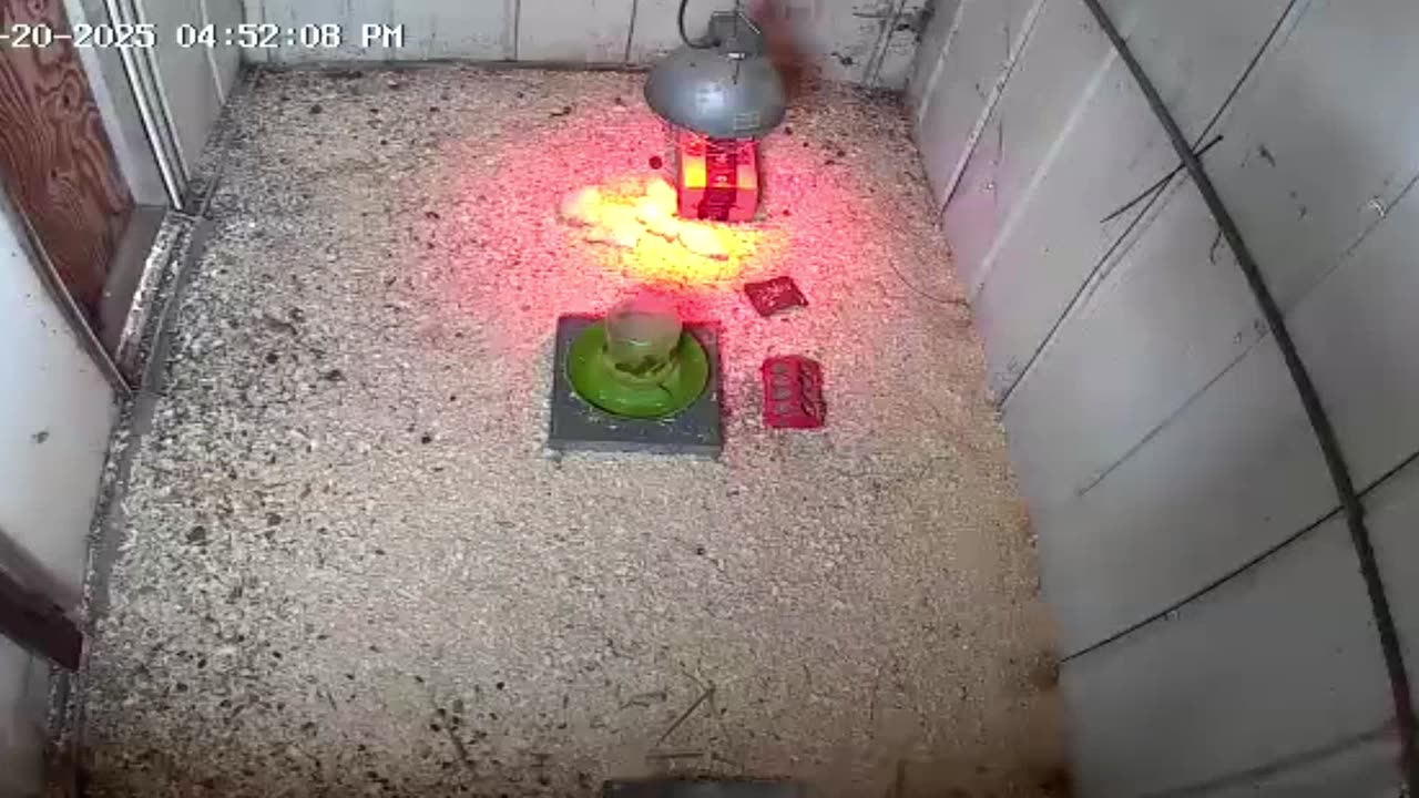 2025-05-20 - Millar Time Chicken Cam