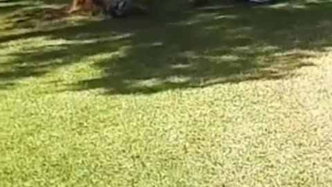 OopsTV Viral Shorts Ep1