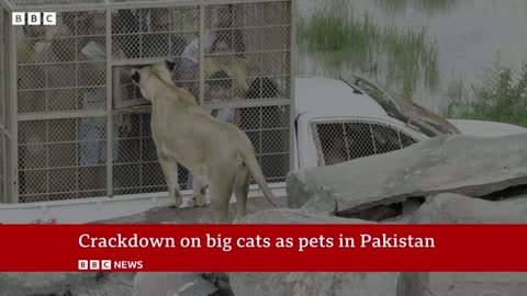 Crackdown on big cats as pets in Pakistan | BBC News