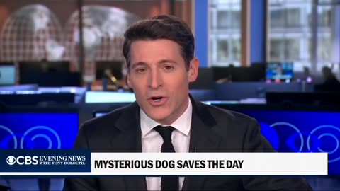 A Dog Saved A 3 Year Old Trapped In A Car