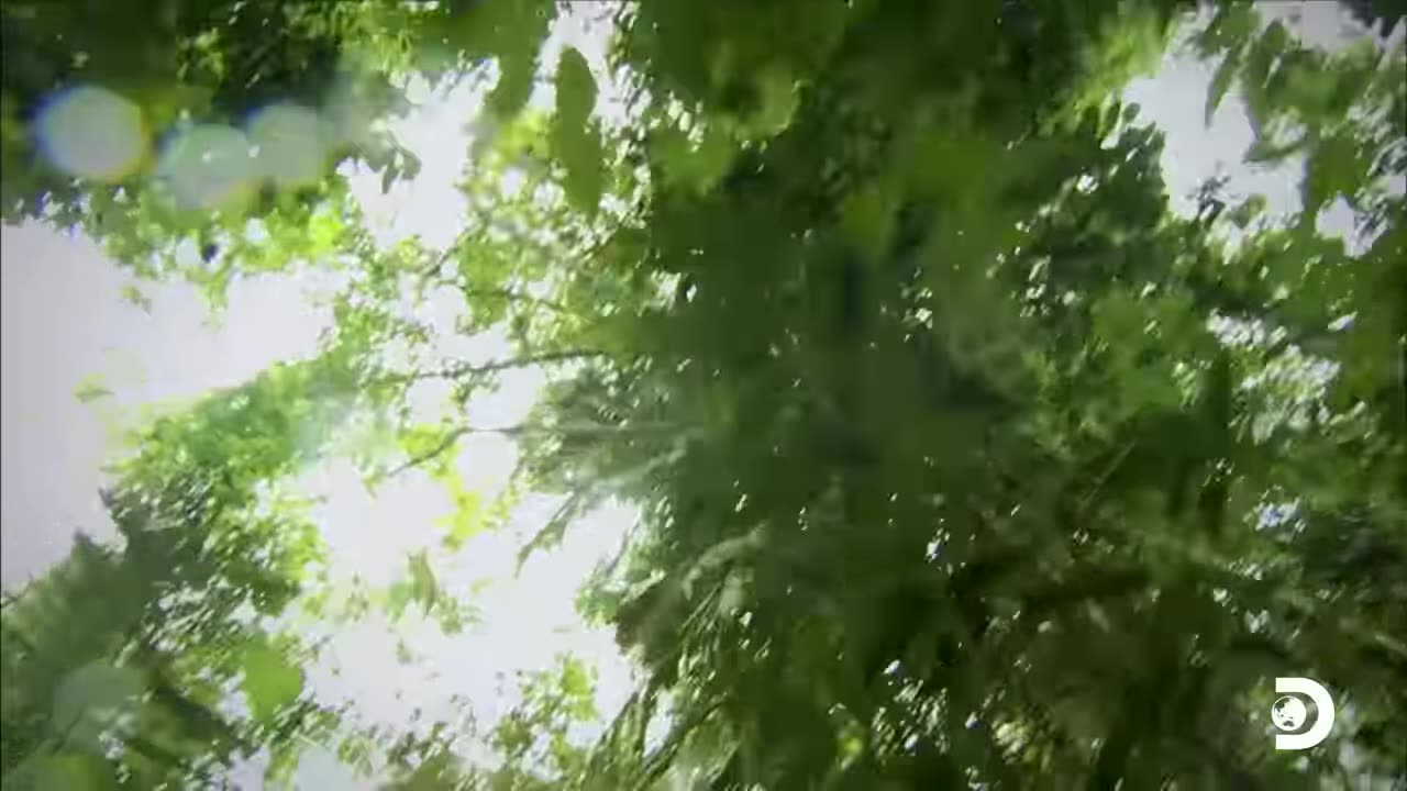 Bear gills gone in jungle