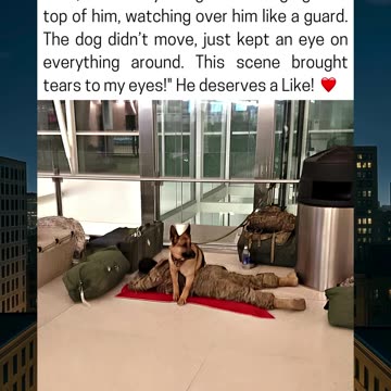 Military Dog Stands Guard As Soldier Sleeps At Airport