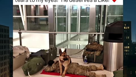 Military Dog Stands Guard As Soldier Sleeps At Airport