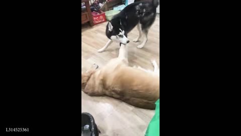 Funniest DOG Videos 2025 with Infinite Rizz 🐶🔥 | Ultimate Try Not to Laugh!