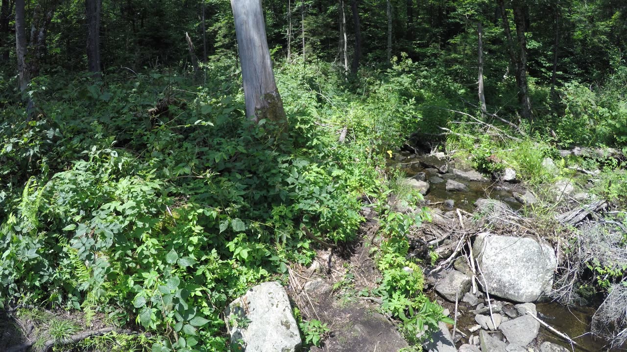 Thursday, June 8, 2023, walking around with spiders about on the Long Trail in Vermont