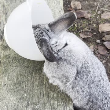 Relaxing Nature Bunny 🍂🐰 | Peaceful & Adorable