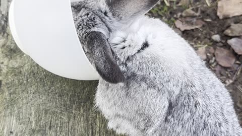 Relaxing Nature Bunny 🍂🐰 | Peaceful & Adorable