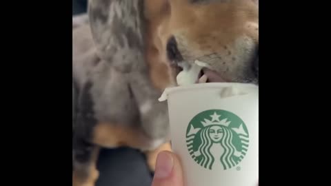 Funniest Animals Acting