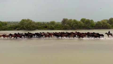 herd of horses