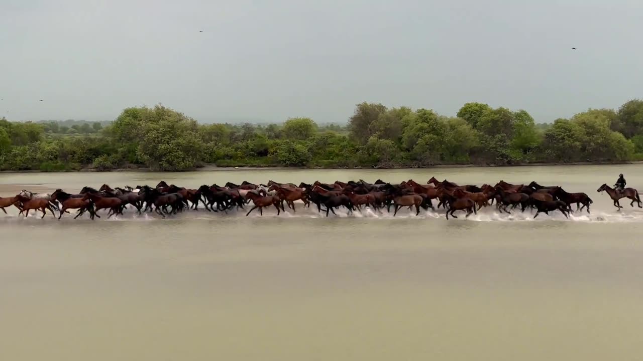 herd of horses