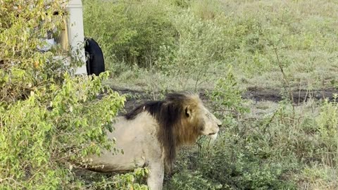 Male Lion Roaring Into the Mist at Masai Mara National Park