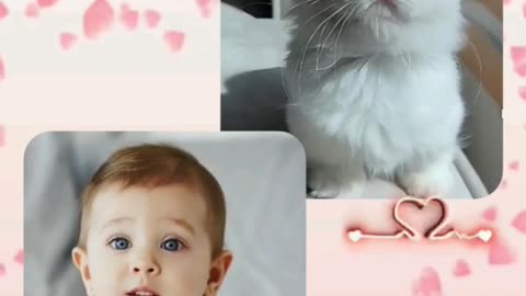 Cute Cat