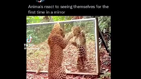 Value your pets