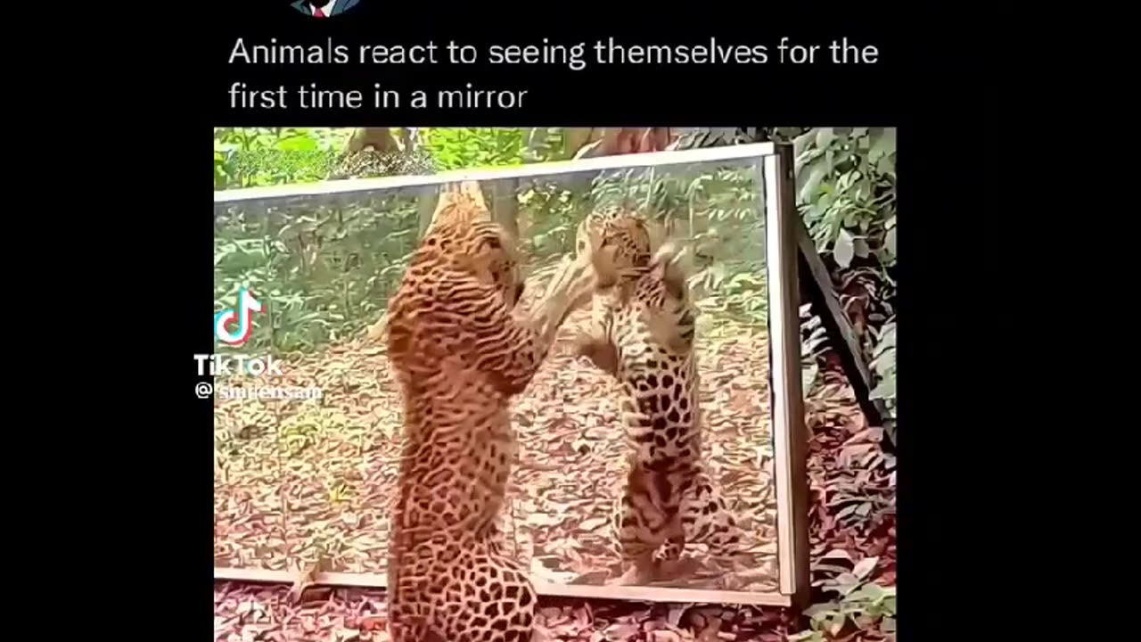 Value your pets