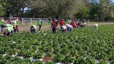 💥 FACT CHECK: WORKERS PICKING STRAWBERRIES IN FLORIDA ARE HERE LEGALLY!