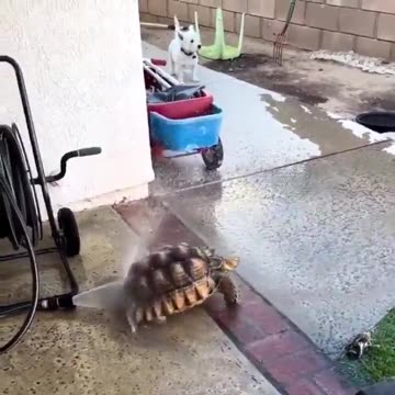 Tortoise enjoying the hose.. 😅