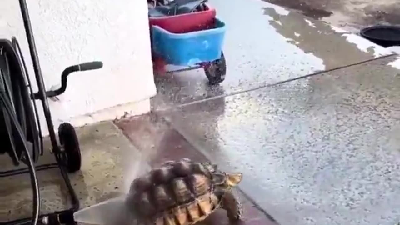 Tortoise enjoying the hose.. 😅