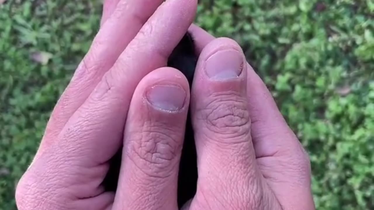 little puppy