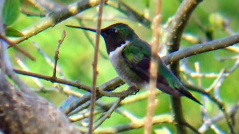 Hummingbird