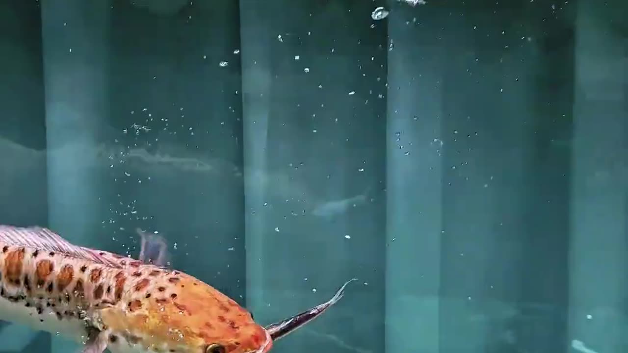 Unique world of fish 🐠🐟