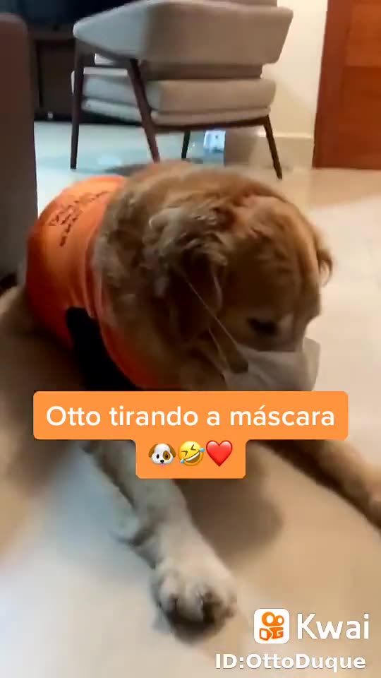 cao oton usando mascara.mp4