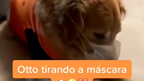 cao oton usando mascara.mp4