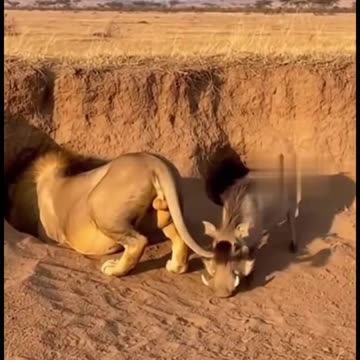 Lion masti