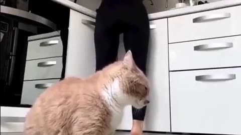 😂🍽️ Feed Me! Hilarious Food Moments! | FunFM