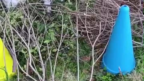 木の葉っぱを食べている山羊さん